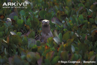 Illustration for article titled Monday Mustelid - Lontra longicaudis Edition